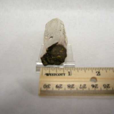 Petrified Wood