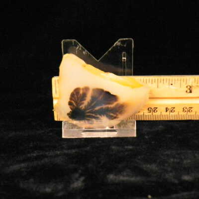 Dendritic Agate