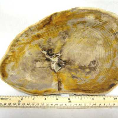 Petrifed Wood