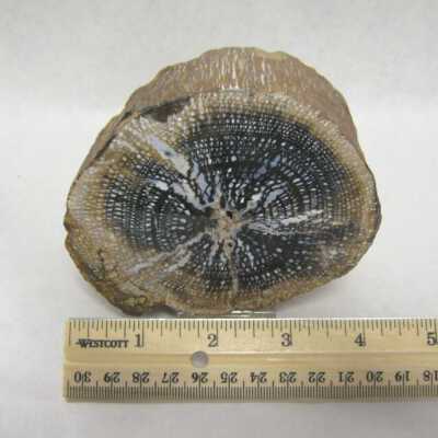Limb Cast
