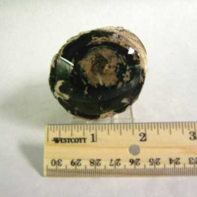 Petrified Wood