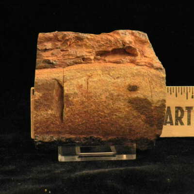 Fossilized Bone