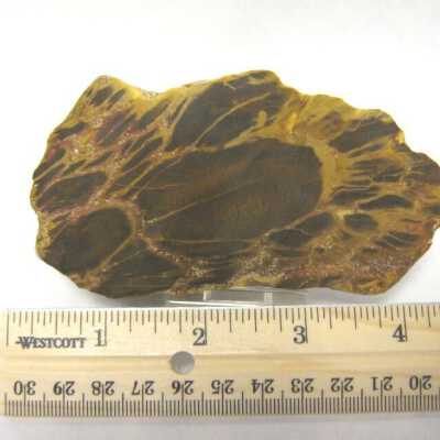 Limb Cast
