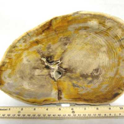 Petrified Wood