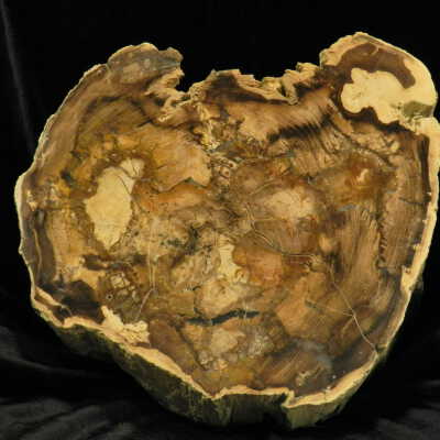 Petrified Wood