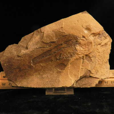 Knightia (Herring)