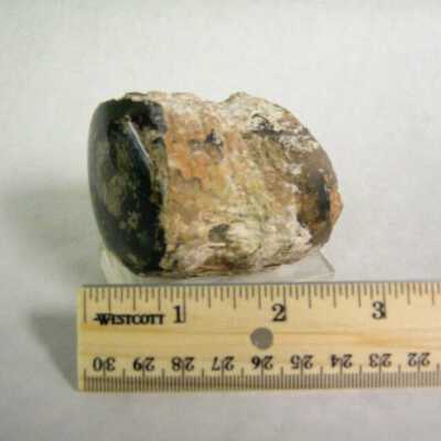 Petrified Wood