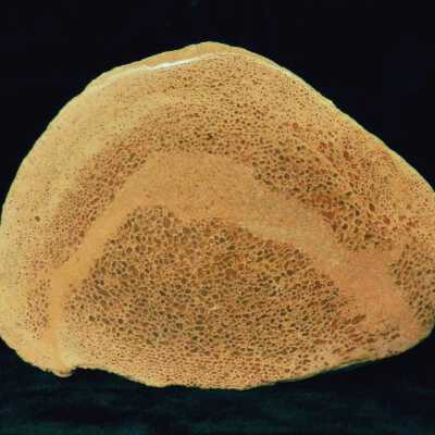 Fossilized Bone