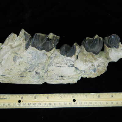 Rhinoceros (Jaw)