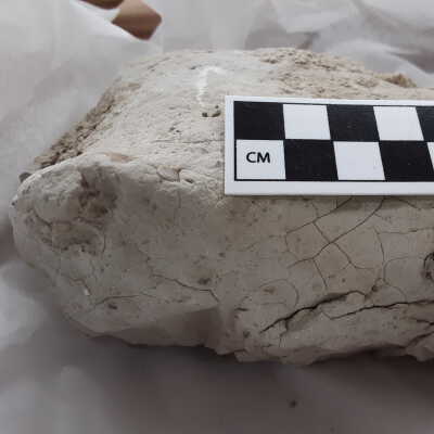 Unknown bone and jaw fragments