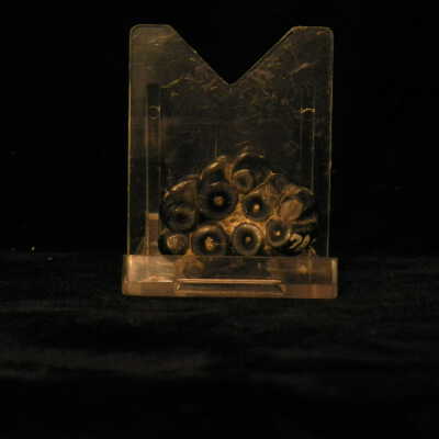 Desmostylia (tooth)