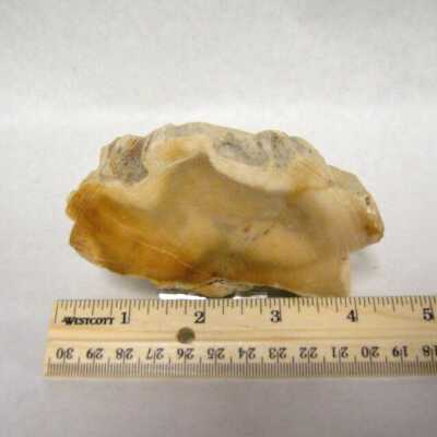 Petrified Wood