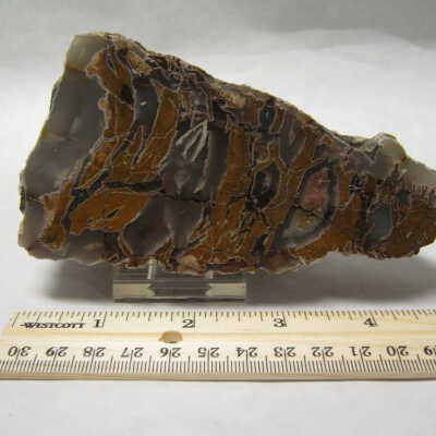 Brecciated Petrified Wood