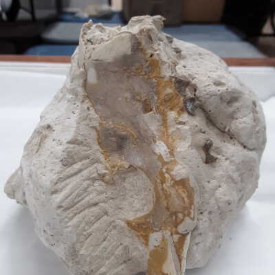 Oreodont(?) Upper Jaw, Orbitals, and Partial Dentition