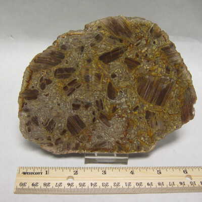 Brecciated Petrified Wood