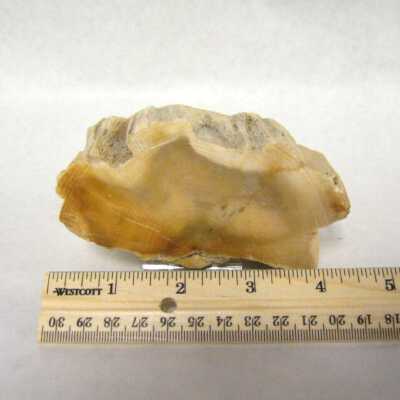 Petrified Wood