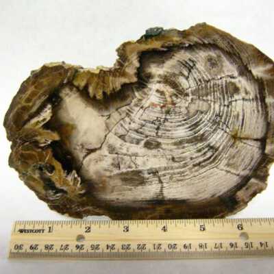 Petrified Wood
