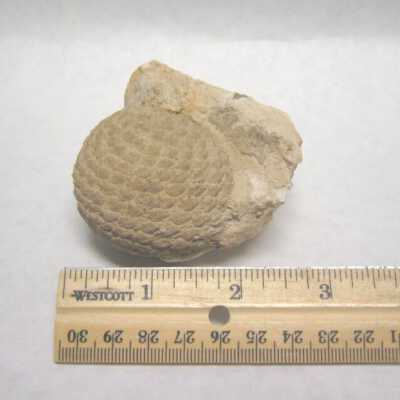 Aracaria Seed Cone