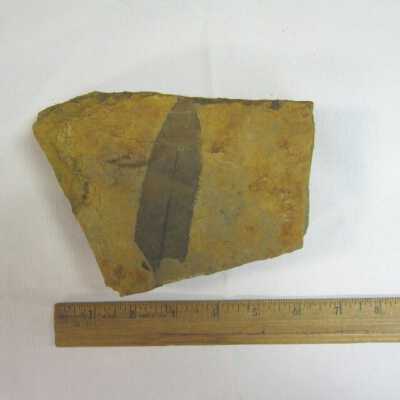Dryophyllum (Leaf)