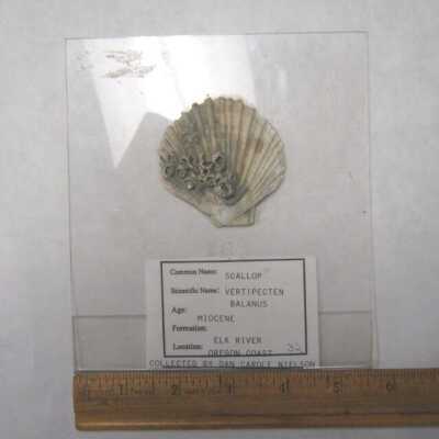 Vertipecten (Bivalve) and Balanus (Barnacle; Arthropod)