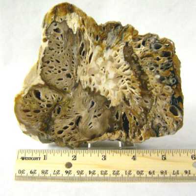 Petrified Wood