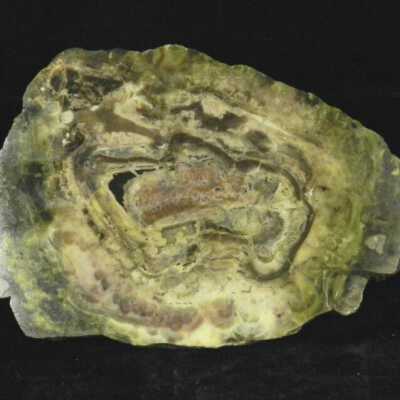 Petrified Wood with Algae