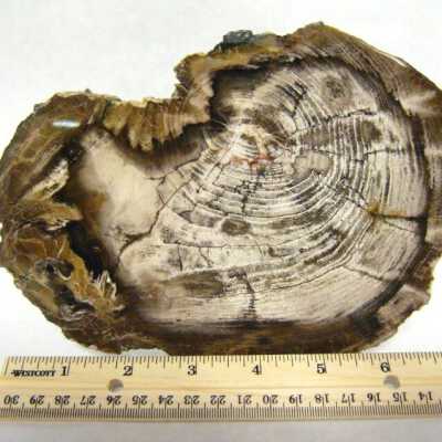 Petrified Wood