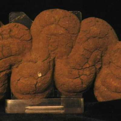 Coprolite