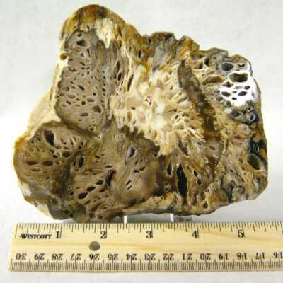 Petrified Wood