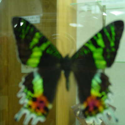 Sunset Moth