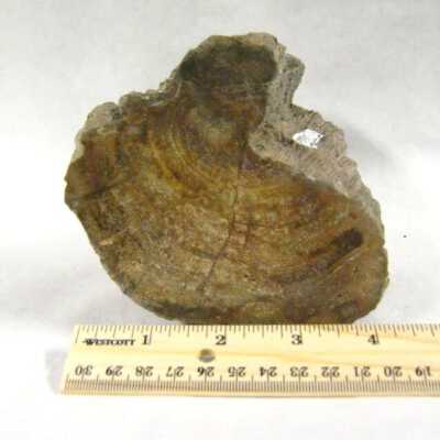 Limb Cast