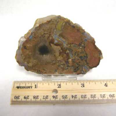 Petrified Wood