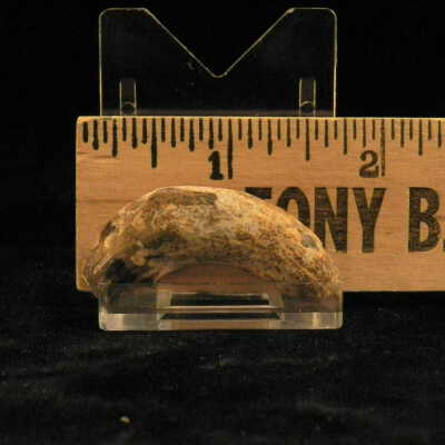Fossil Tooth (carnivore)