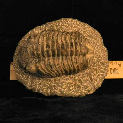 Trilobite