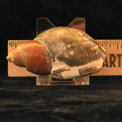 Snail (fossils)