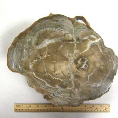 Limb Cast