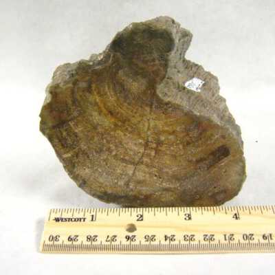 Limb Cast