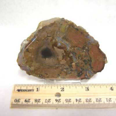 Petrified Wood