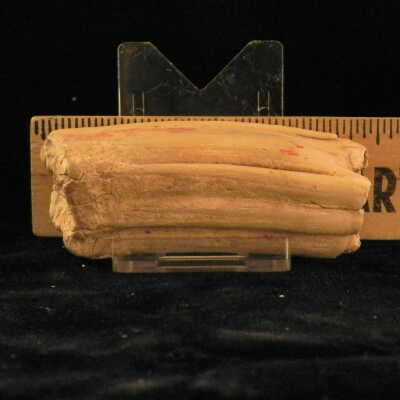 Fossilized Bone