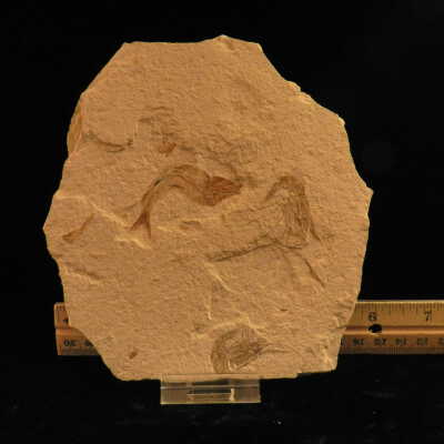 Shrimp (fossil)
