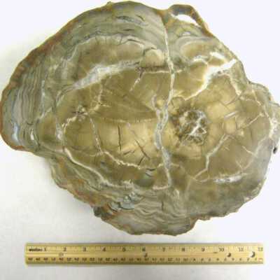 Limb Cast