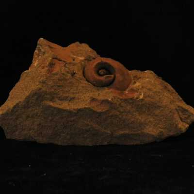 Snail
