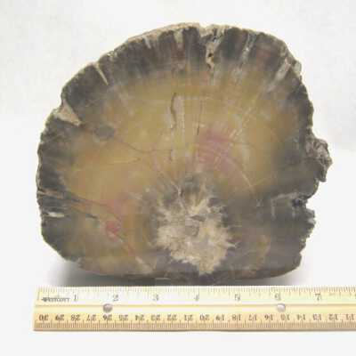 Limb Cast