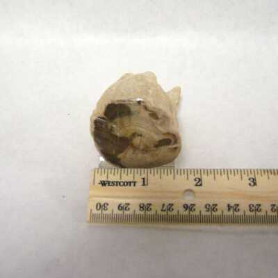 Limb Cast