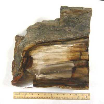 Petrified Wood