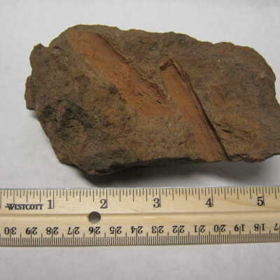Mold of Branch