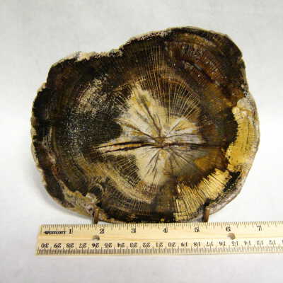 Oak