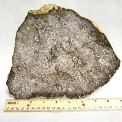 Petrified Wood