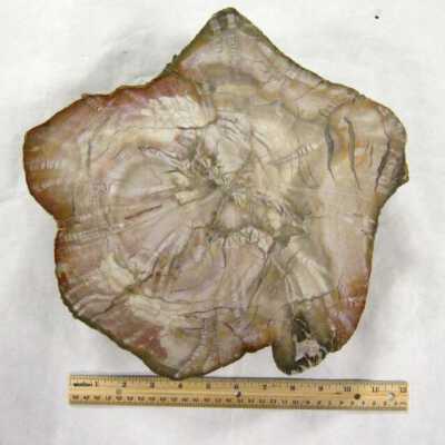 Limb Cast