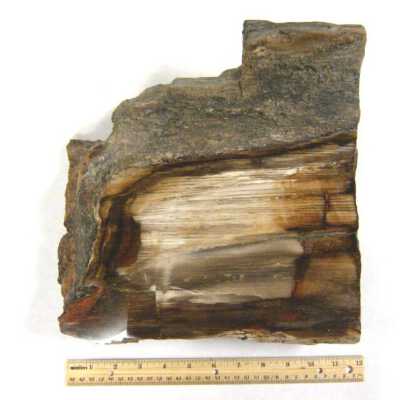 Petrified Wood